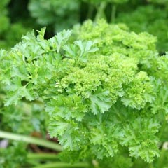 PARSLEY - Forest Green
