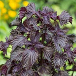 SHISO - Red Perilla