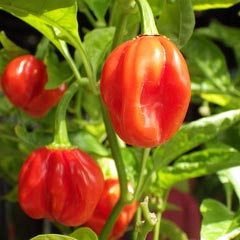 PEPPERS - Red Habanero